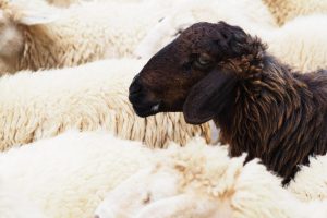 What to Consider When Buying Sheep Slaughter Equipment Online