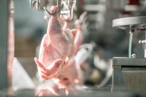 Precision Poultry Processing Equipment for High-Yield Operations